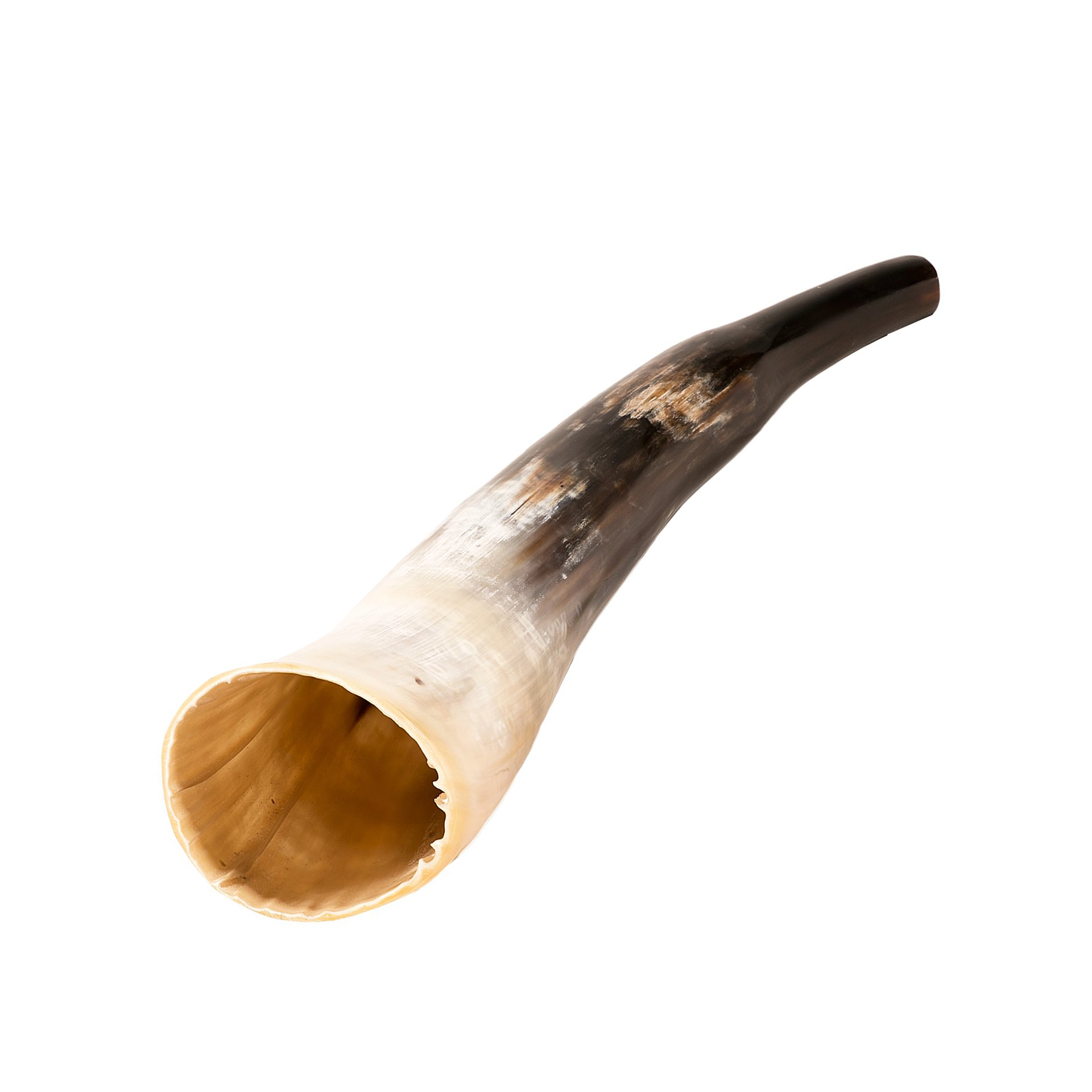 Kuhhorn Signalhorn, poliert